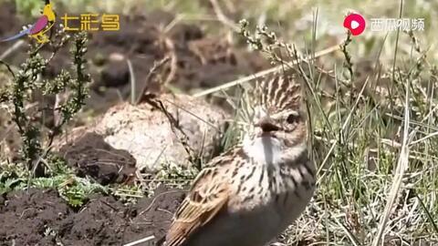 云雀鸟叫声视频,自然之美尽收耳底