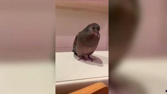 云雀鸟叫声视频,自然之美尽收耳底