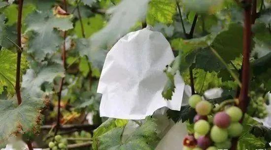 葡萄什么时候套袋视频,葡萄套袋最佳时机及方法详解