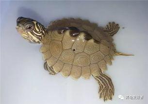 巴西龟深水养视频