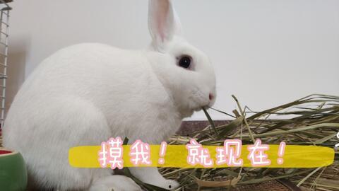 兔子视频,趣味横生的动物世界一瞥