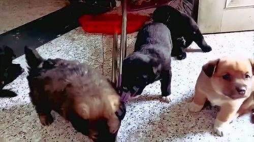 小土狗视频,温馨瞬间大盘点