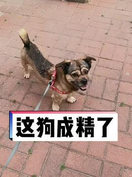 小土狗视频,温馨瞬间大盘点
