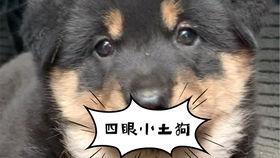 小土狗视频,温馨瞬间大盘点