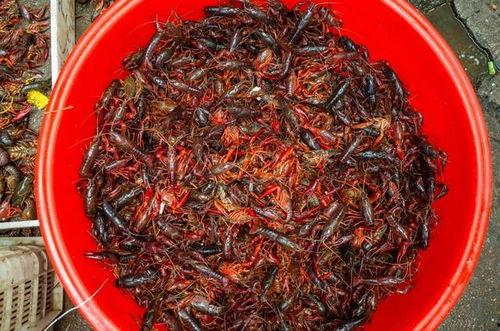 养龙虾视频,跟随视频学习高效养虾技巧