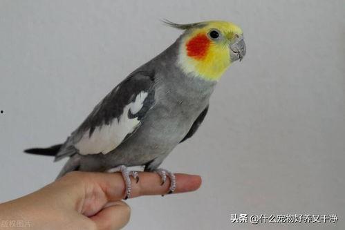 鹦鹉视频说话,智慧鸟儿的多才多艺展示