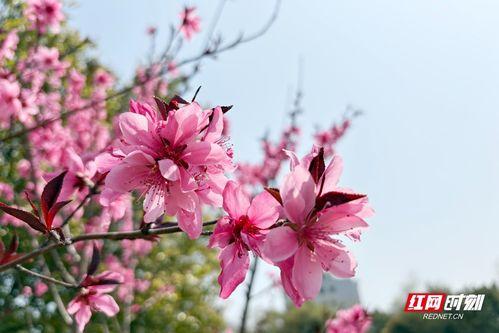 桃花的视频,视频中的美丽瞬间回顾