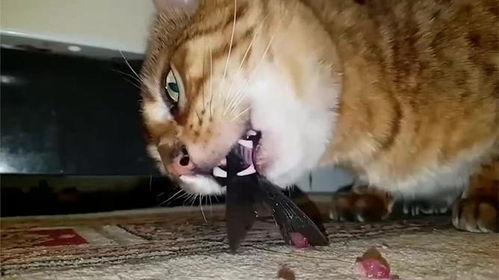猫咪吃鱼视频,萌态十足，网友直呼可爱到爆