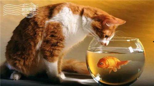 猫咪吃鱼视频,萌态十足，网友直呼可爱到爆