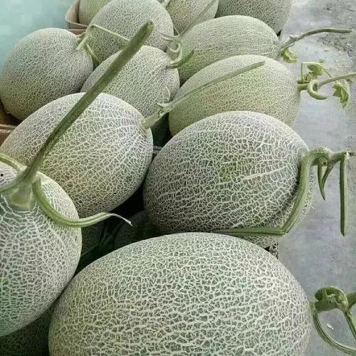 哈密瓜最新今日价格行情,新鲜出炉，价格波动一览无遗