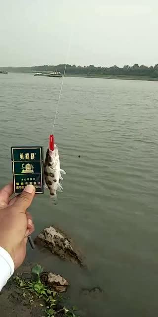 钓鳜鱼视频,视频教学带你轻松捕捞美味