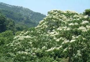 一棵开花的树朗诵视频,一场视觉与听觉的盛宴
