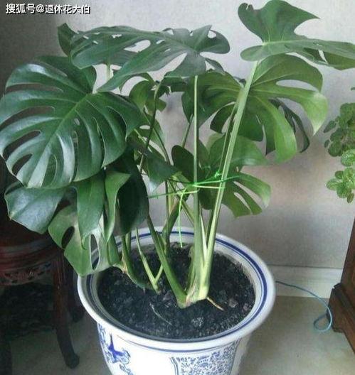 龟背竹修剪视频,打造家居绿植新风采