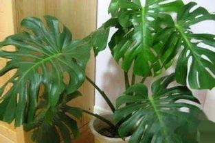 龟背竹修剪视频,打造家居绿植新风采