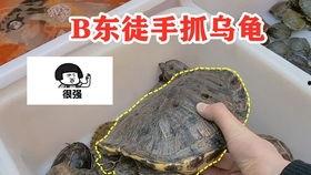 麝香视频,神秘香料背后的传奇故事与药用价值